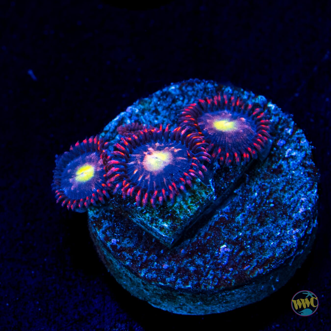 WWC Egg Yolks Zoanthids