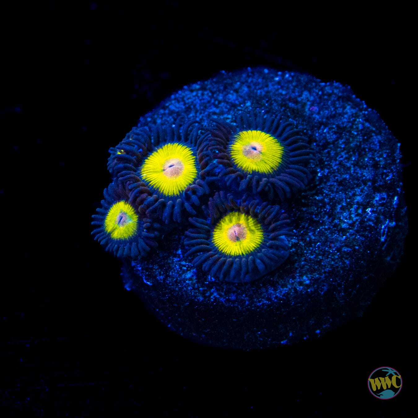Golden Eye Zoanthids