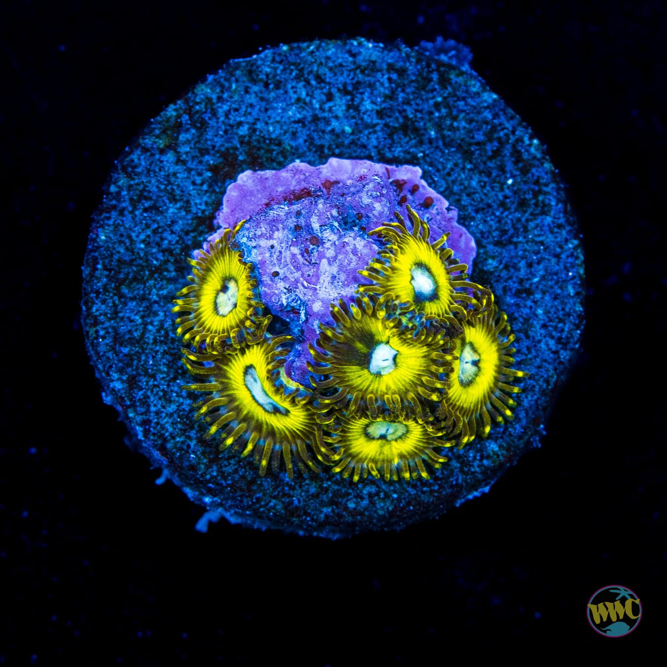 Pikachuz Zoanthids