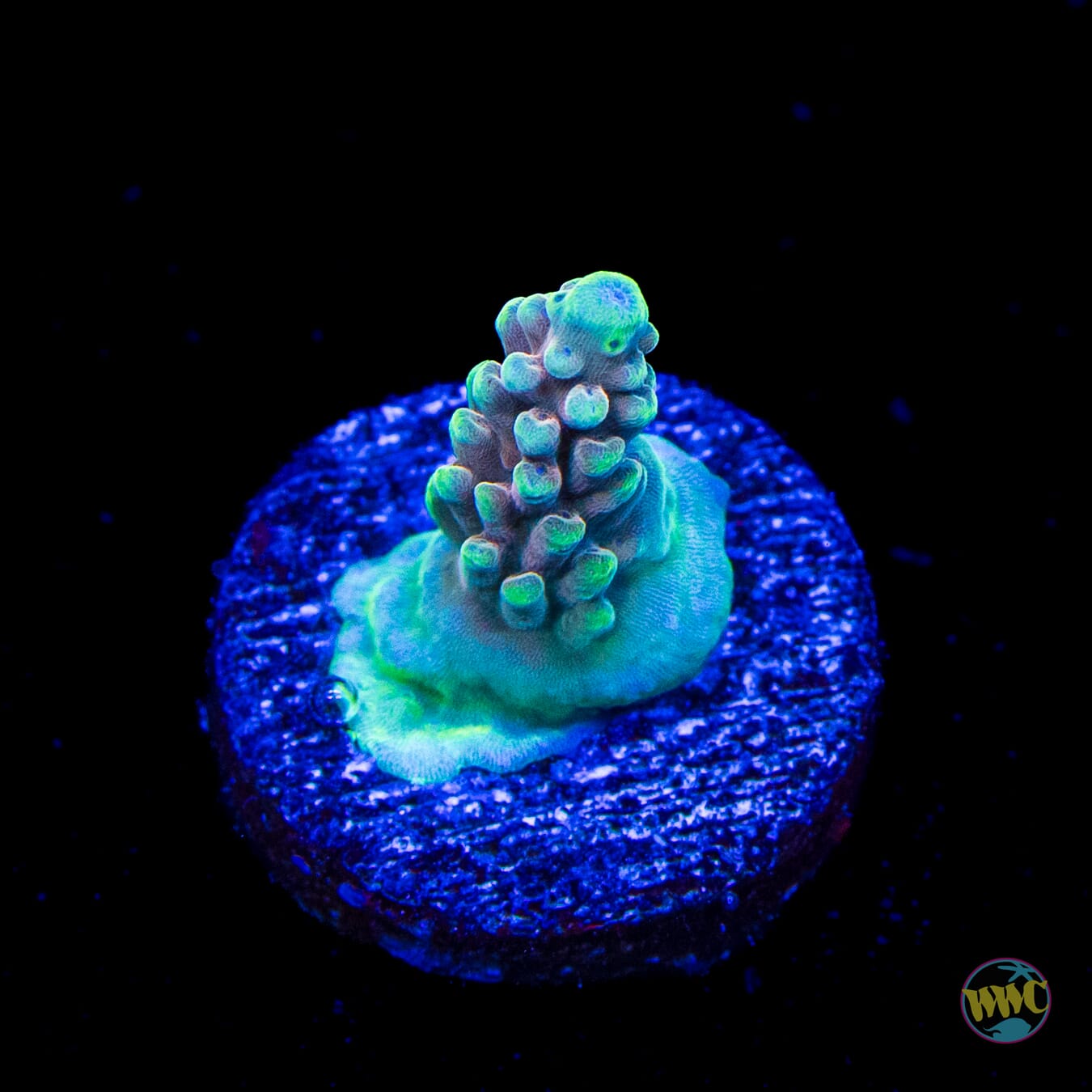 WWC Inner Planet Acropora