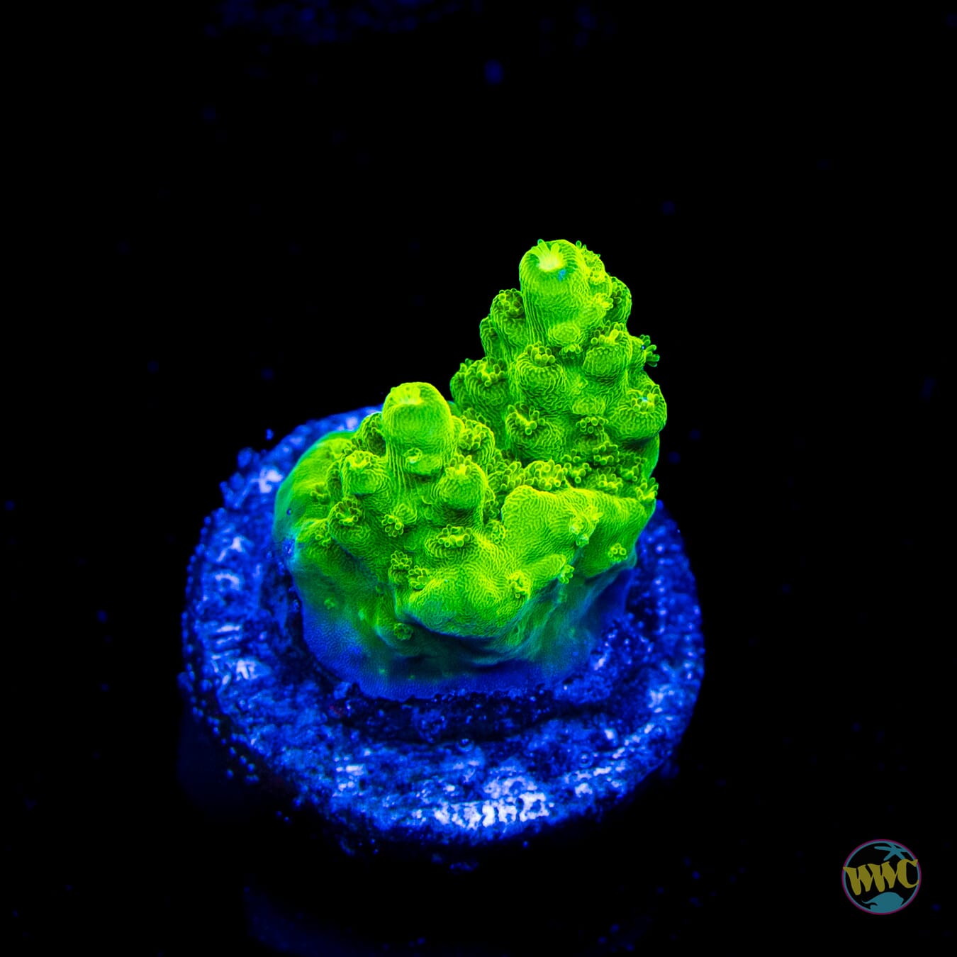 Castells Banana Table Acropora