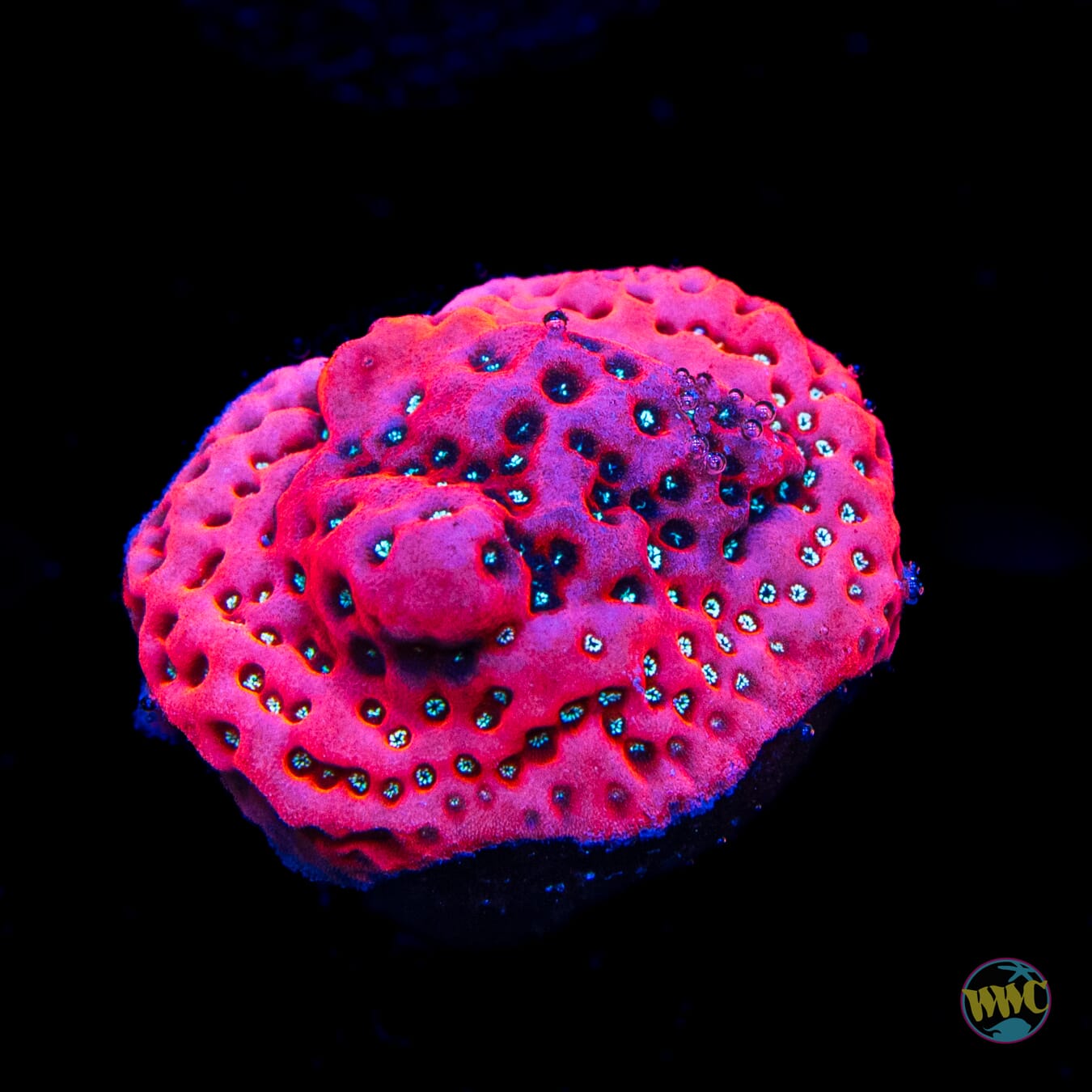 WWC Dragonfruit Montipora
