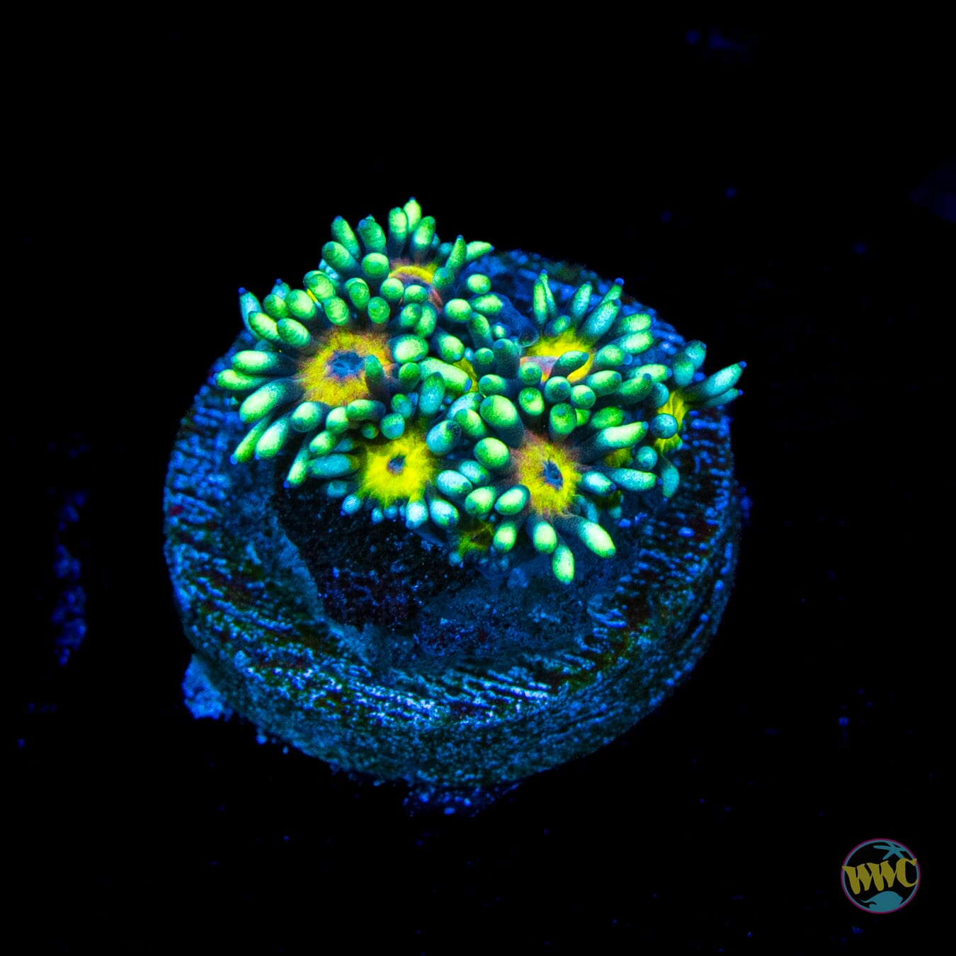 Lemon Head Goniopora