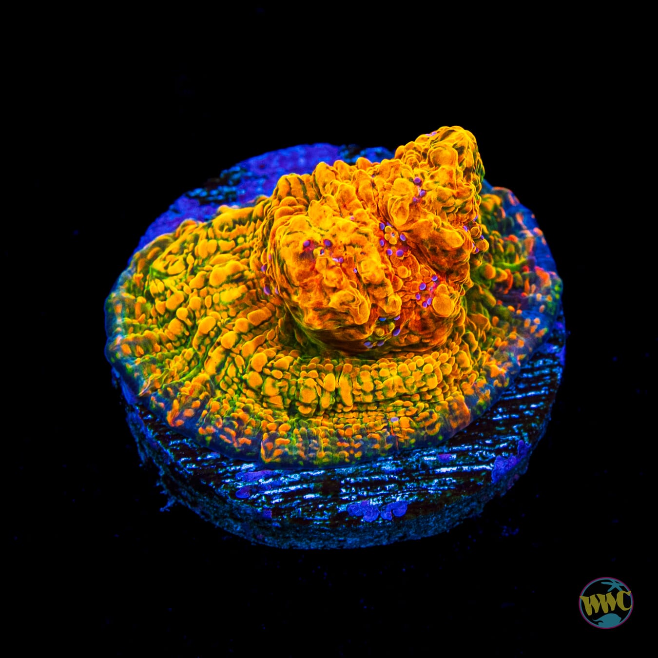 WWC Grafted Stellaria Chalice