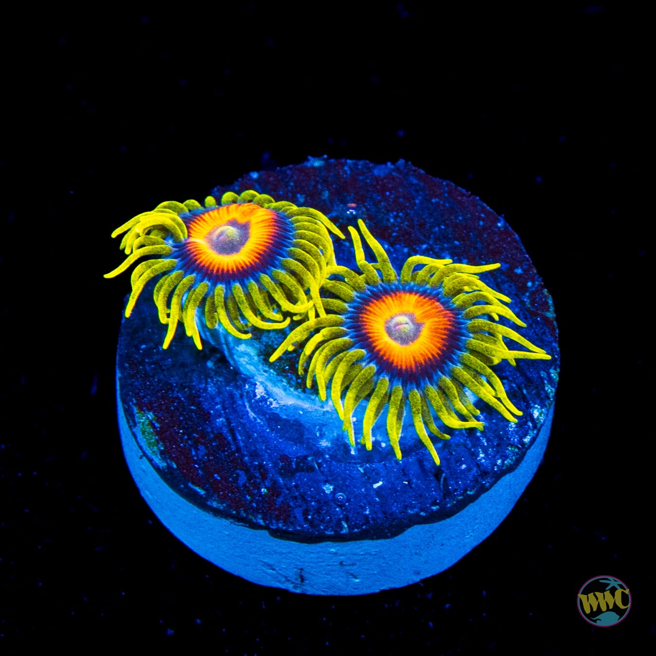 WWC Wildflower Zoanthids