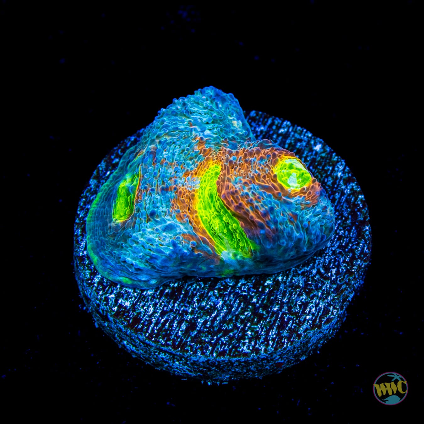 WWC Earthbound Echinata