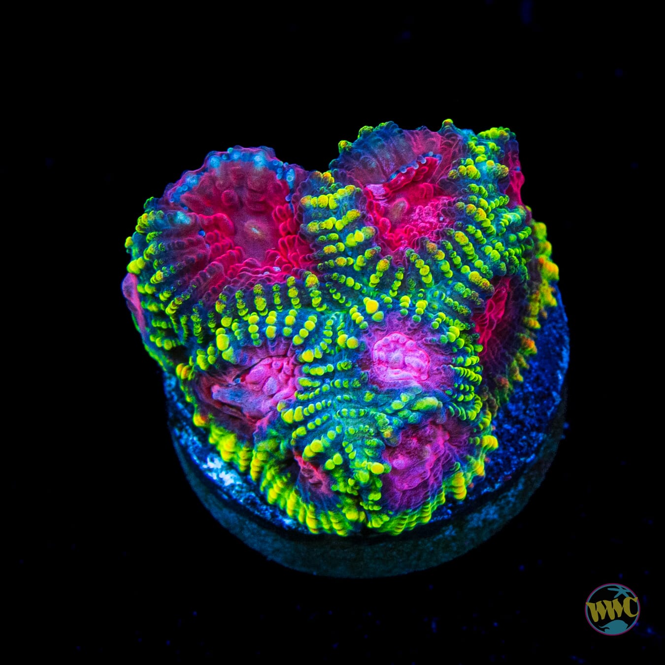 WWC Pinko Degallo Favia