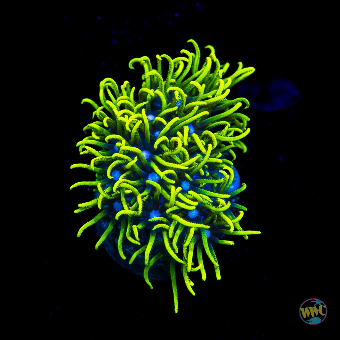 WWC Neon Green Star Polyps