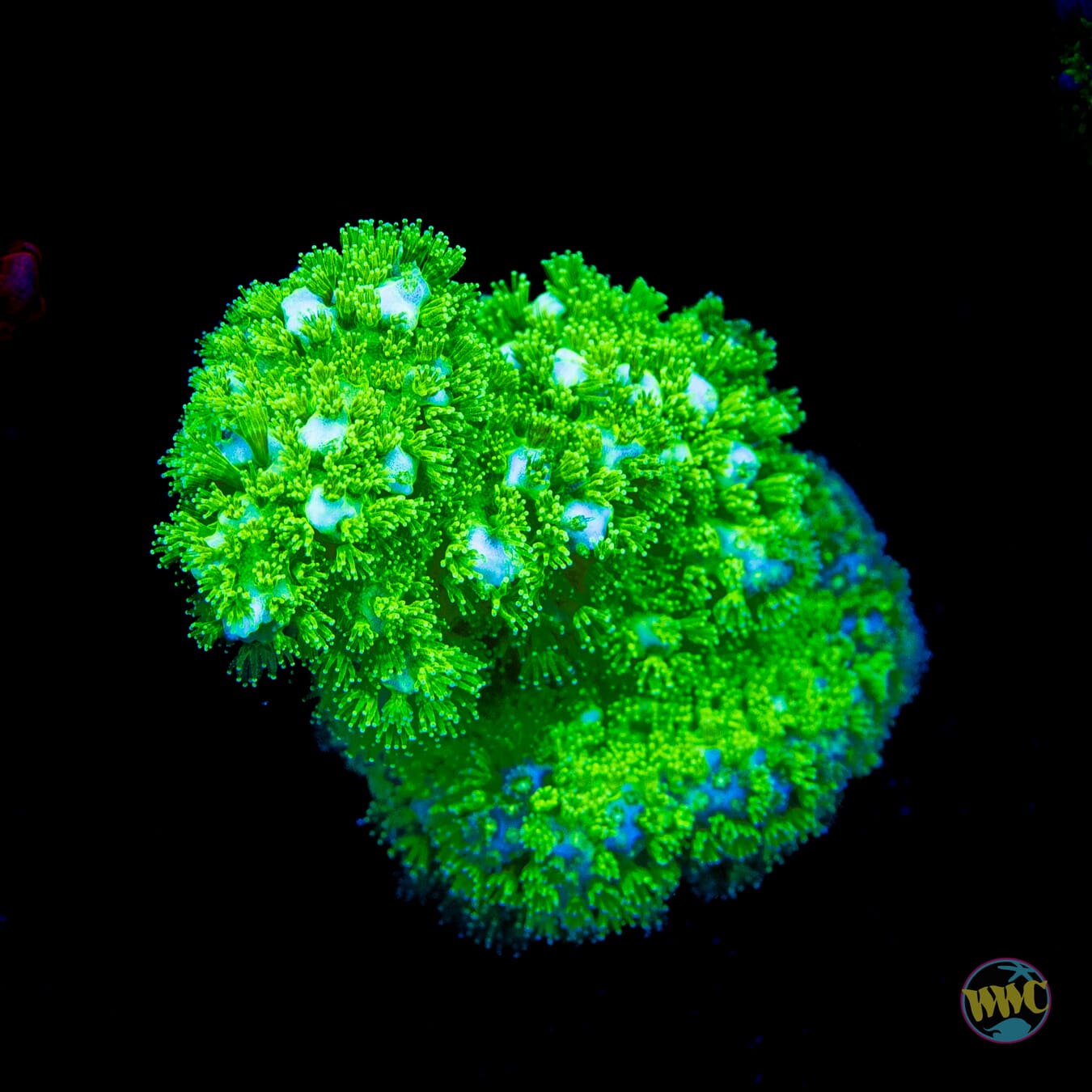 WWC Fallout Pocillopora