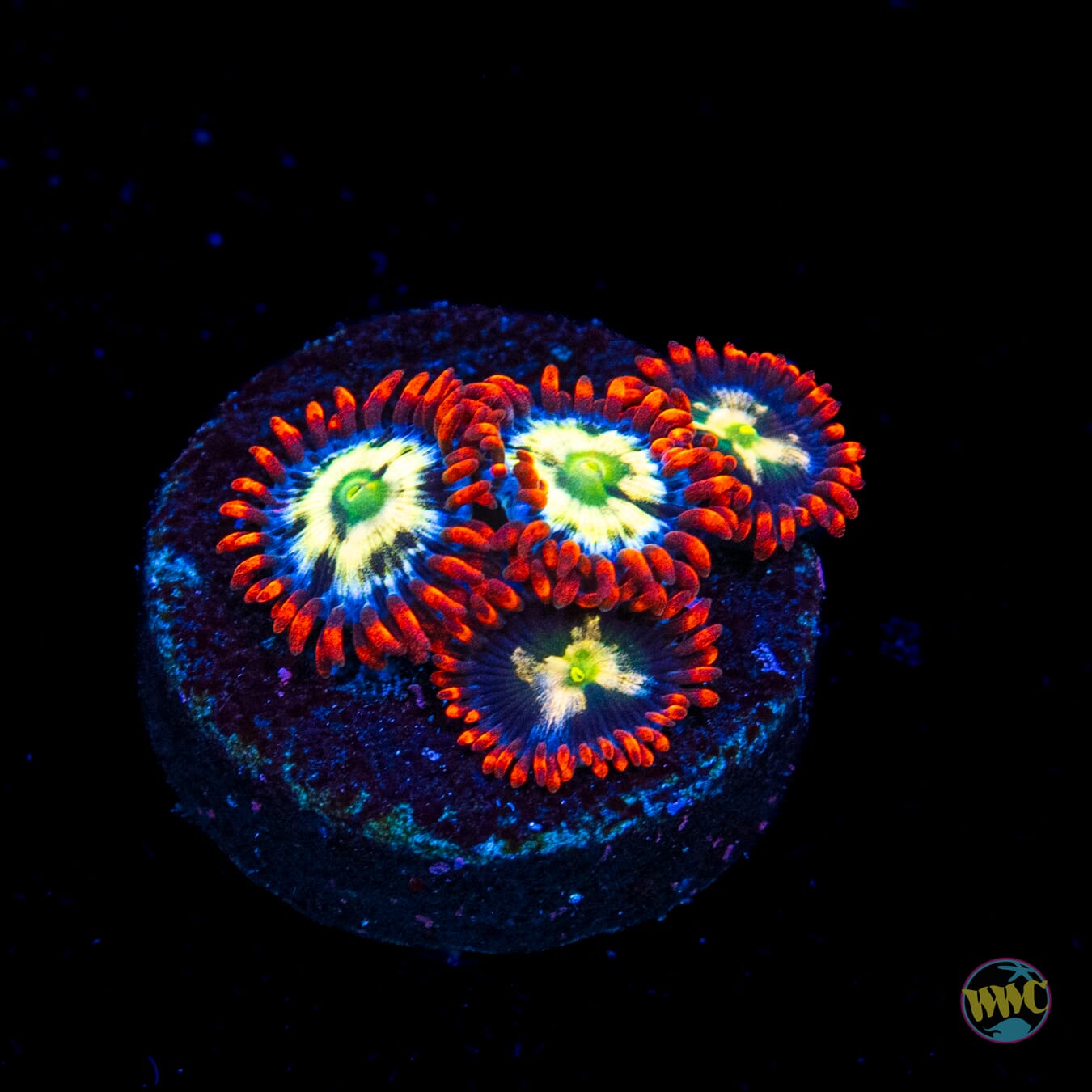 WWC Alpha Omega Zoanthids