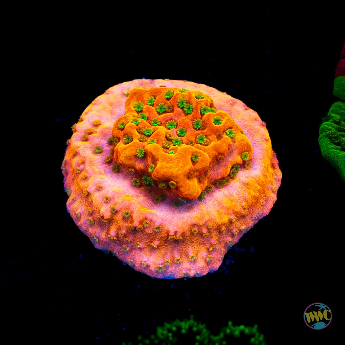 WWC Cherry Tree Montipora