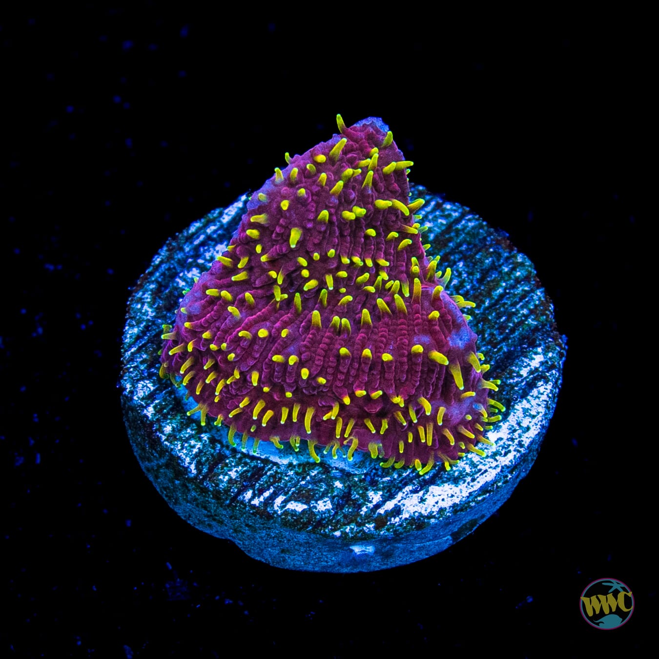 Jason Fox Freak Hair Lithophyllon