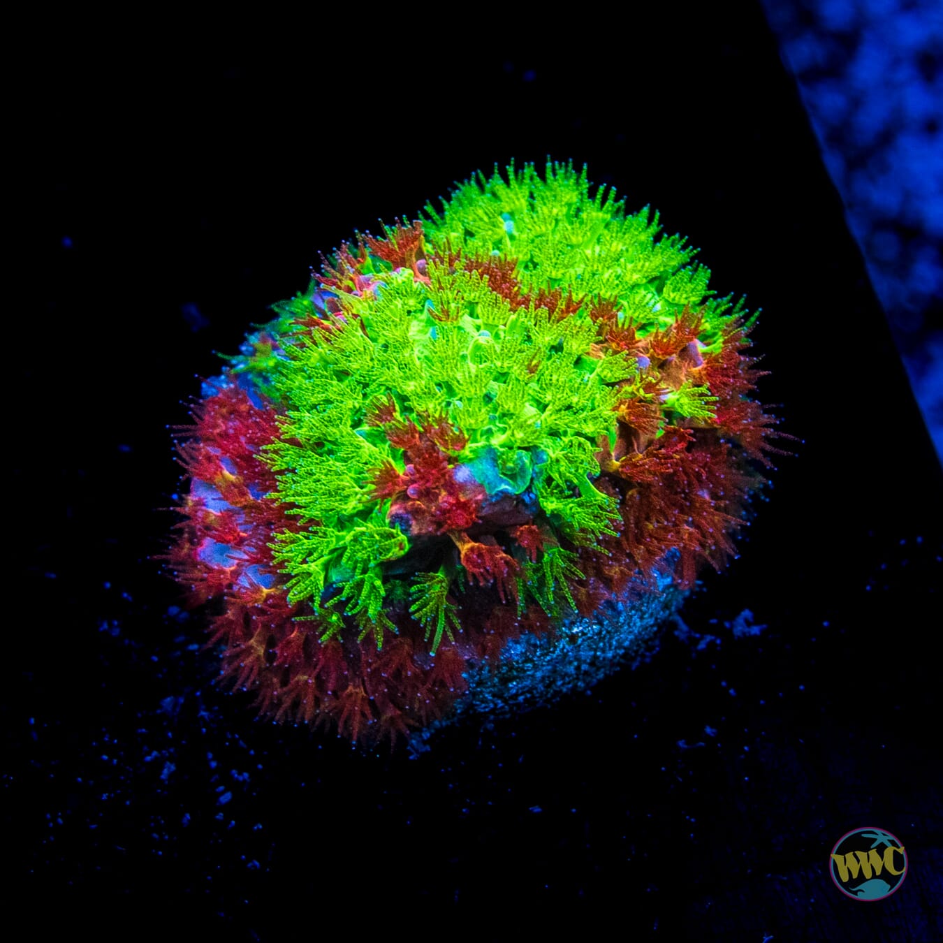 WWC Two-Face Stylocoeniella