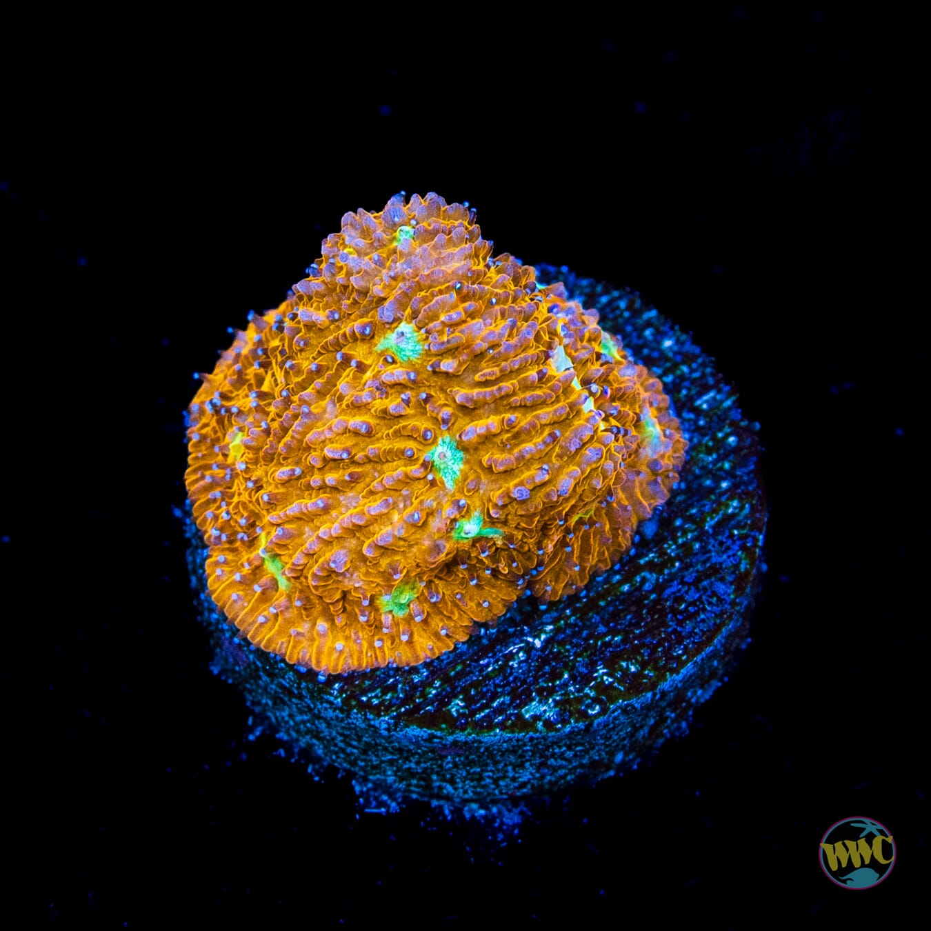 WWC Cheetah Lithophyllon