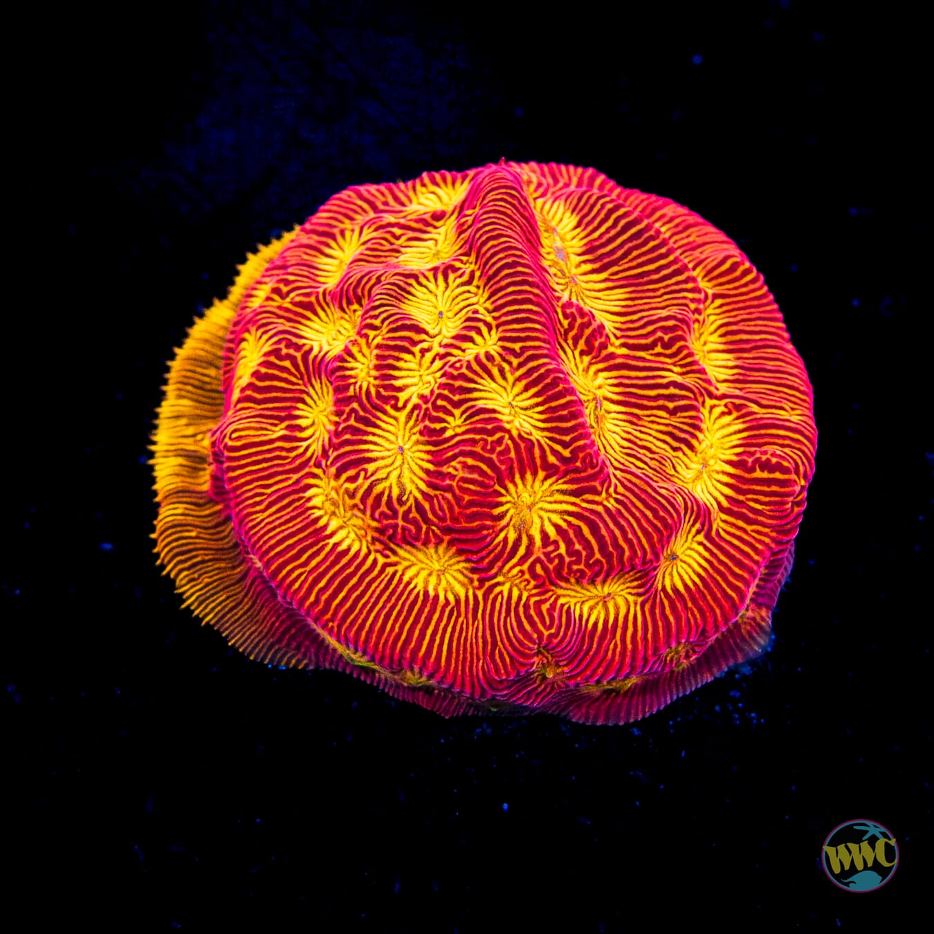 WWC Tan Lady Leptoseris