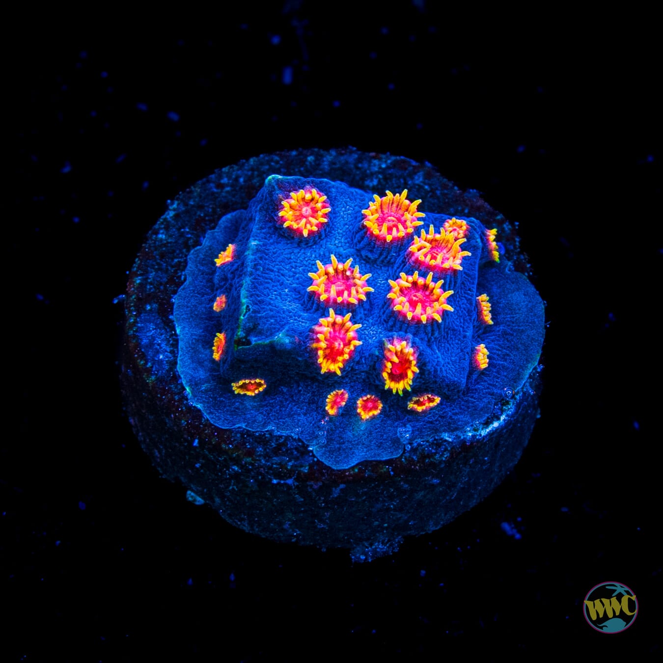 WWC Bizarro Cyphastrea