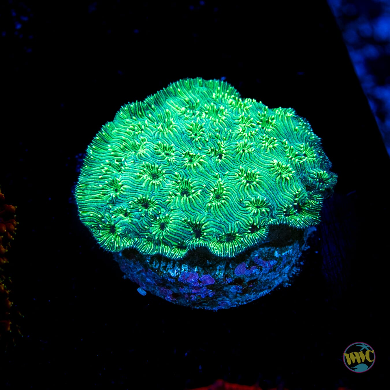 WWC Blazing Green Pavona