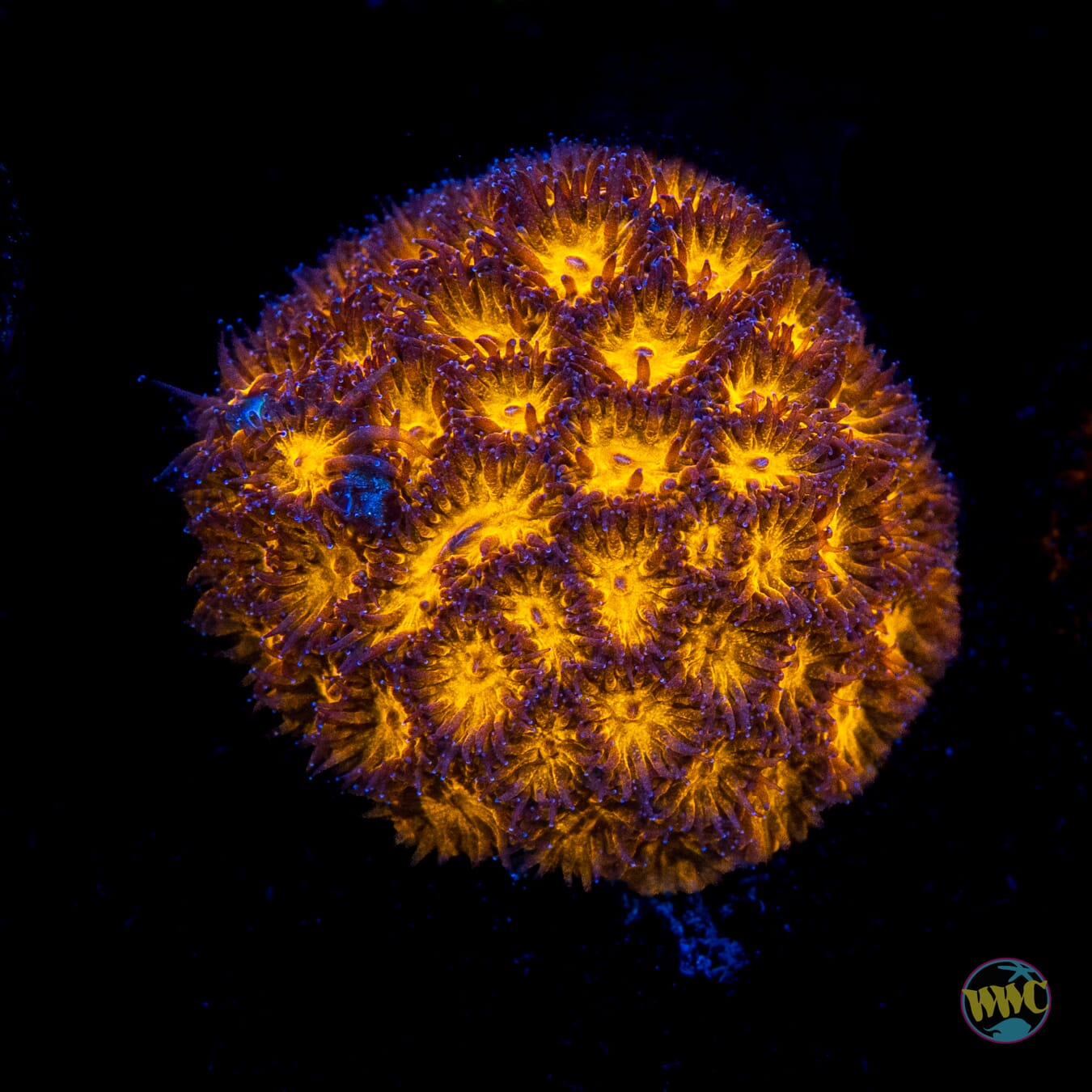 WWC Honeycomb Leptastrea