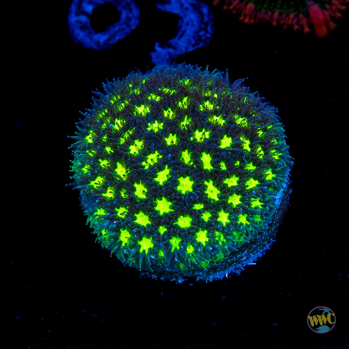 WWC Spooky Leptastrea