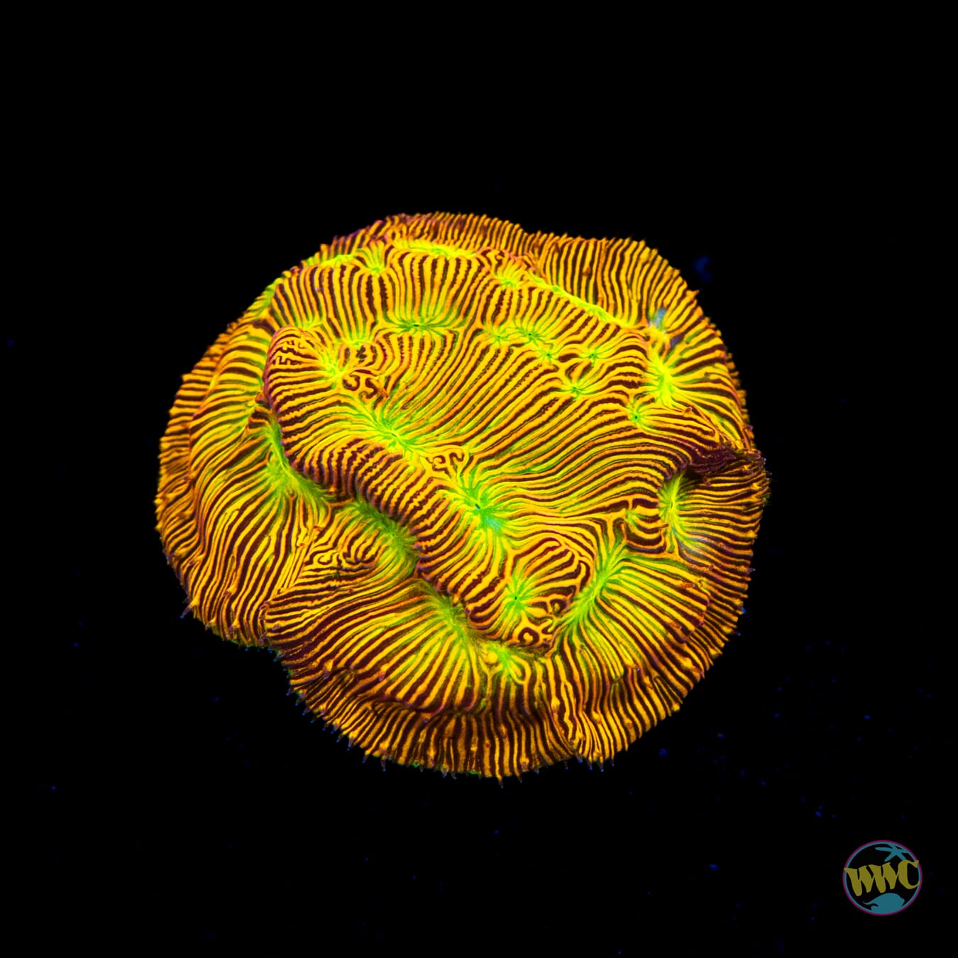 Jason Fox Jack-O-Lantern Leptoseris