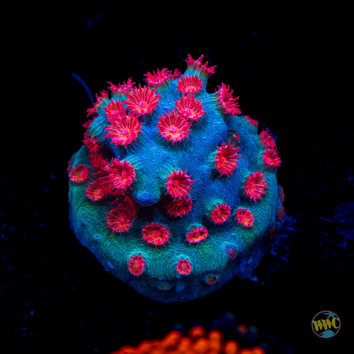 Meteor Shower Cyphastrea