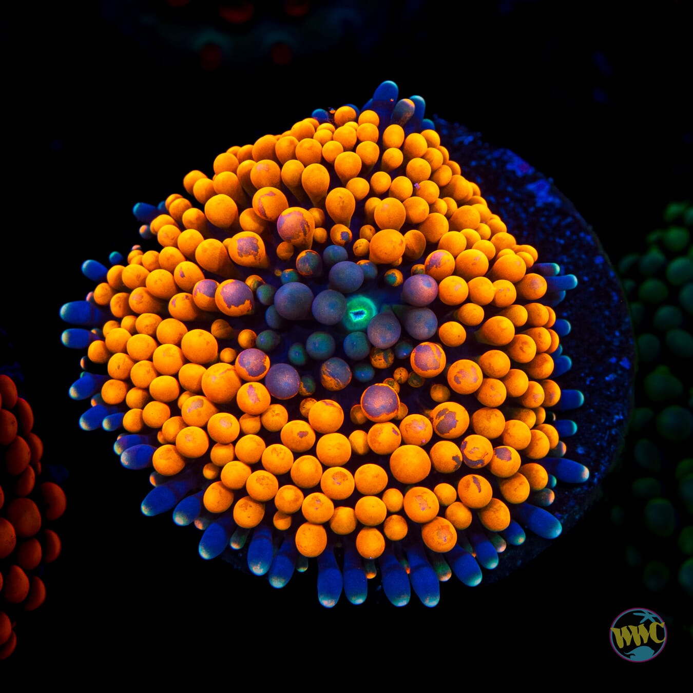 Blueberry Ring Ricordea Mushroom