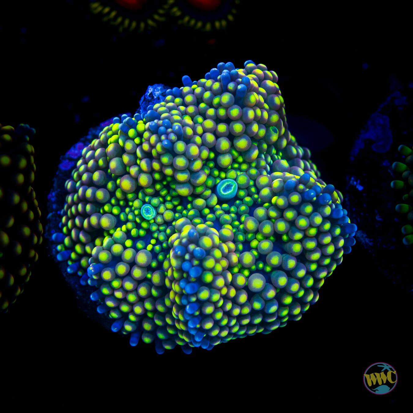 Peachy Keen Ricordea Mushroom