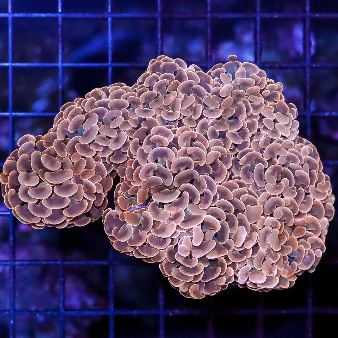 Hammer Branch Coral (Euphyllia parancora) Saltwater Coral For Sale