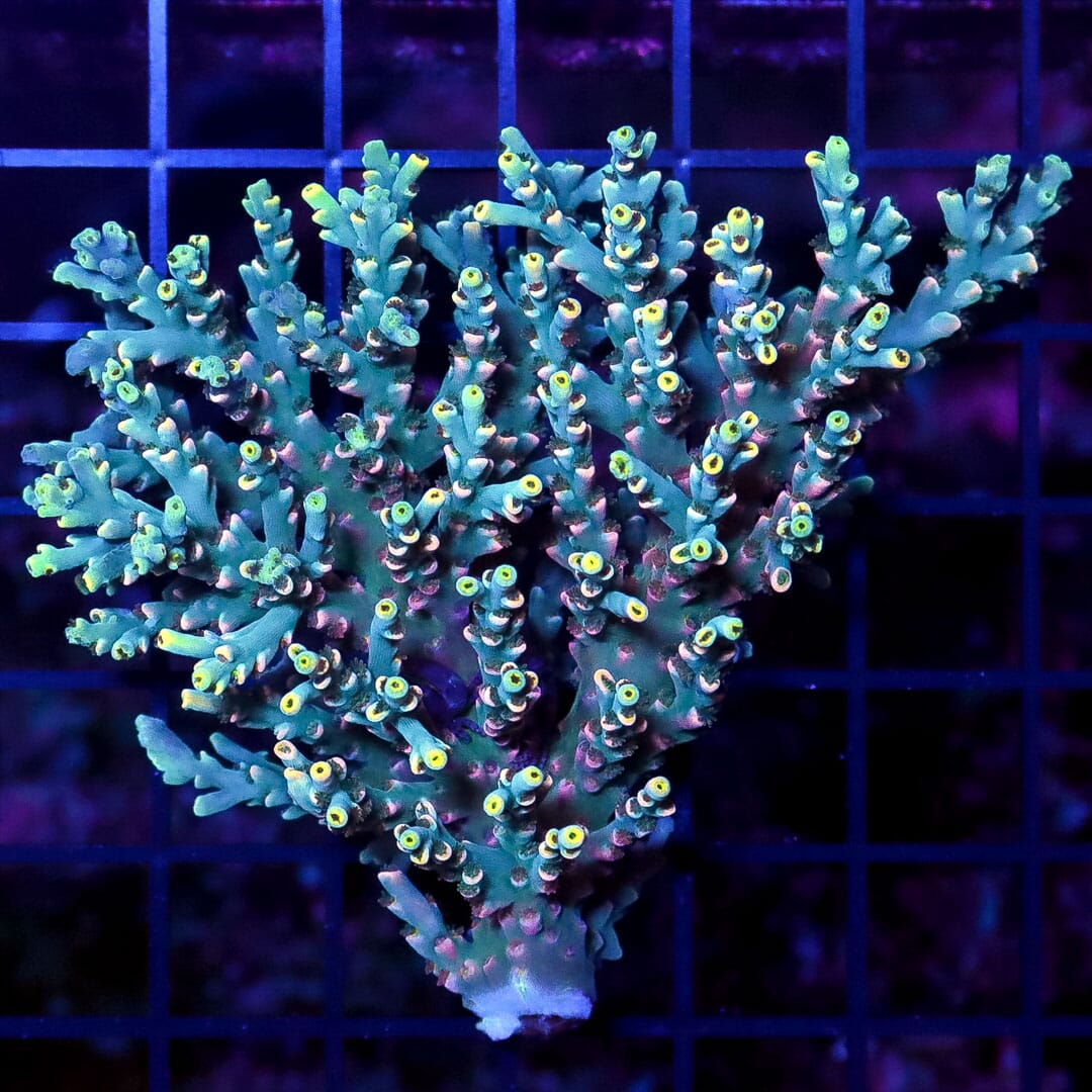 Acropora speciosa Coral