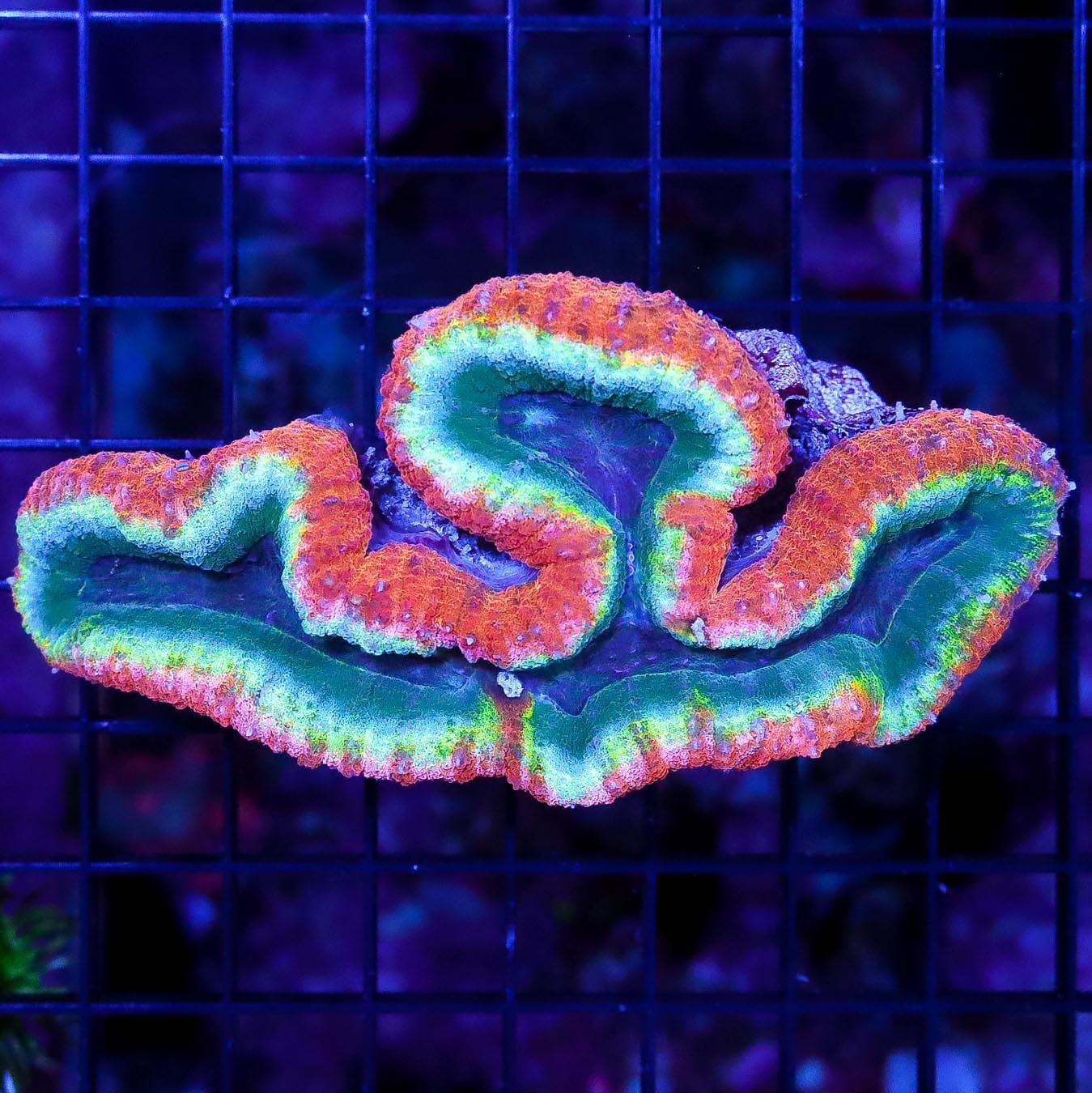 Rainbow Lobophyllia - Daylight Photo
