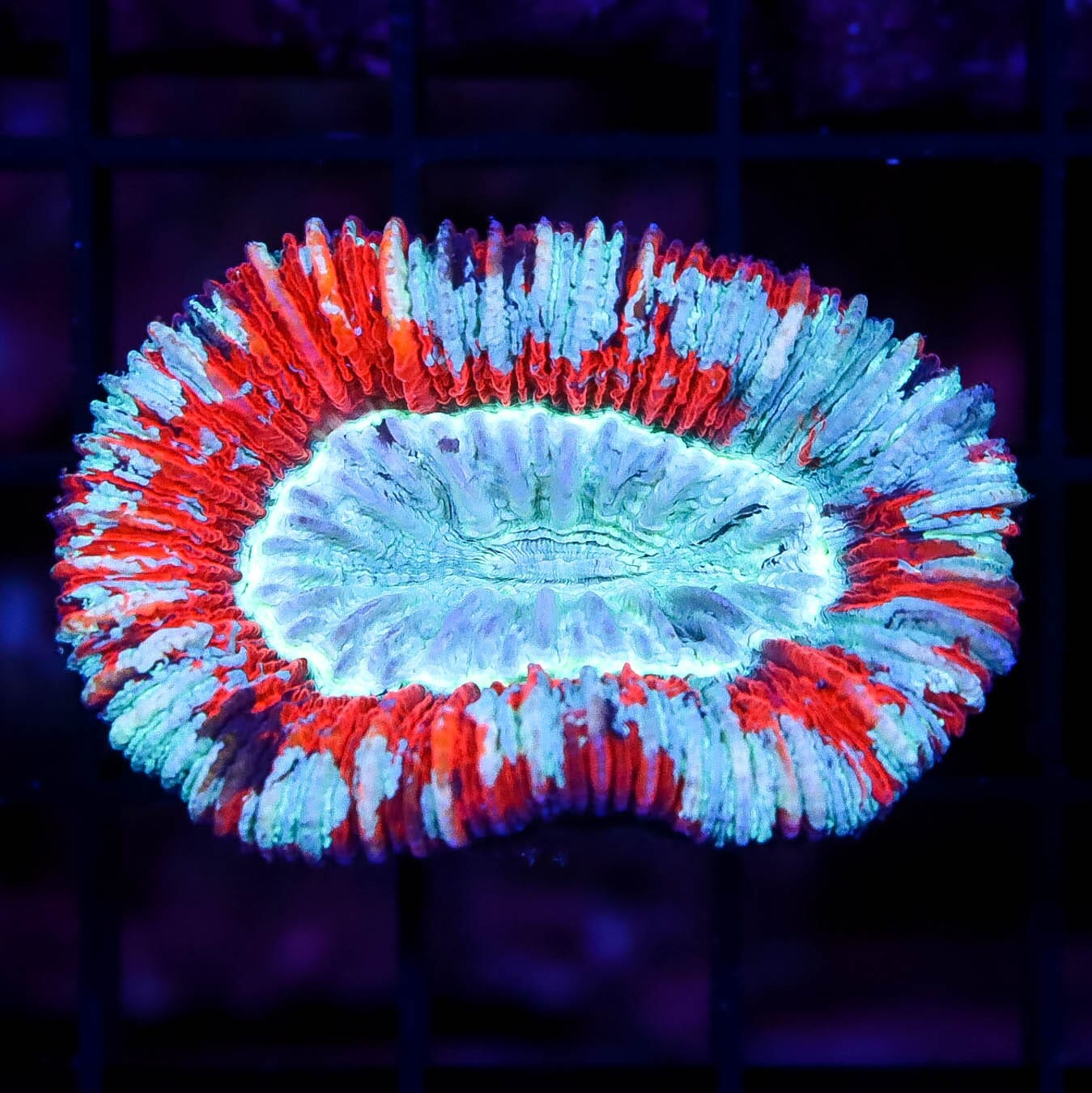 Frosted Cherry Trachyphyllia - Daylight Photo