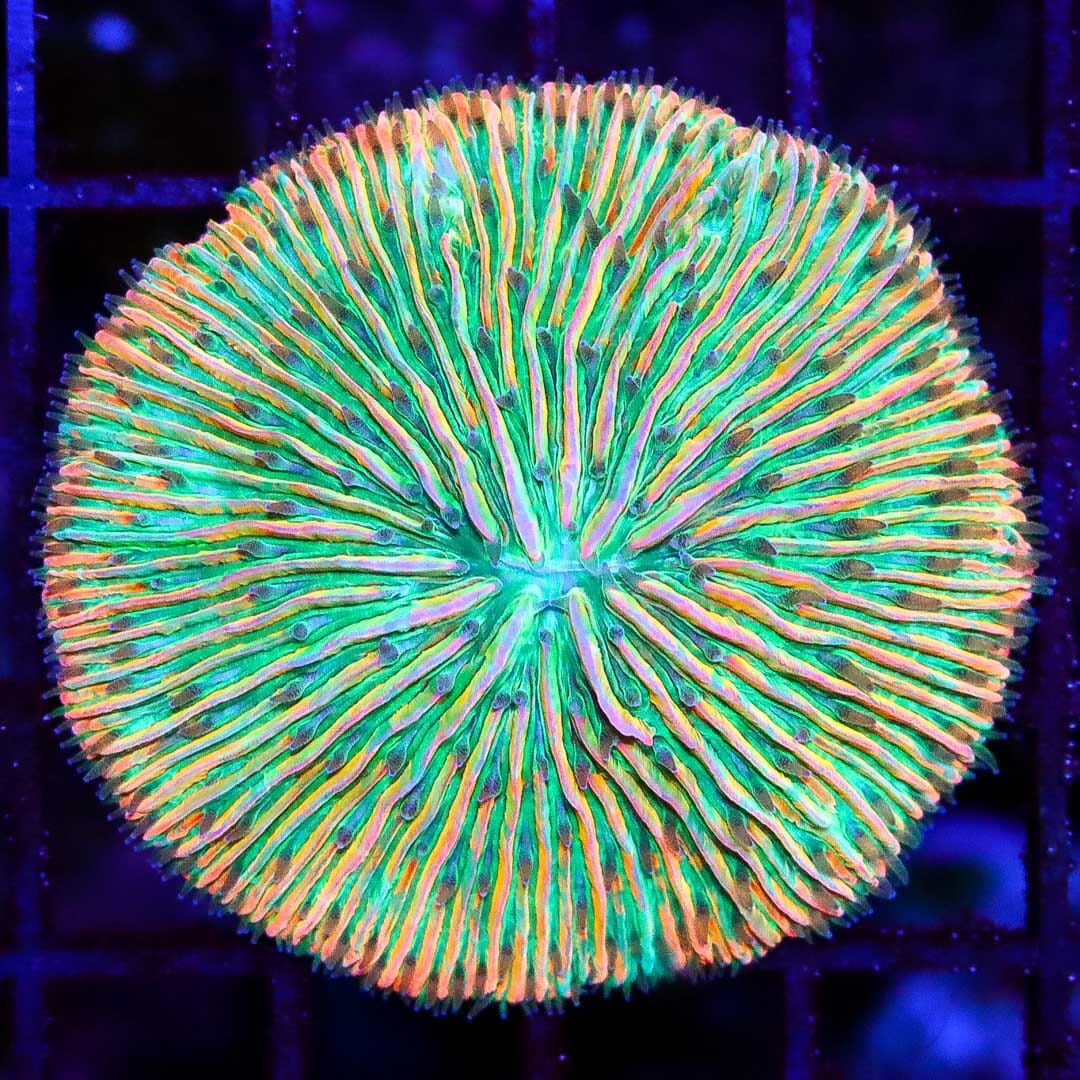 Lime Burst Plate Coral - Daylight Photo