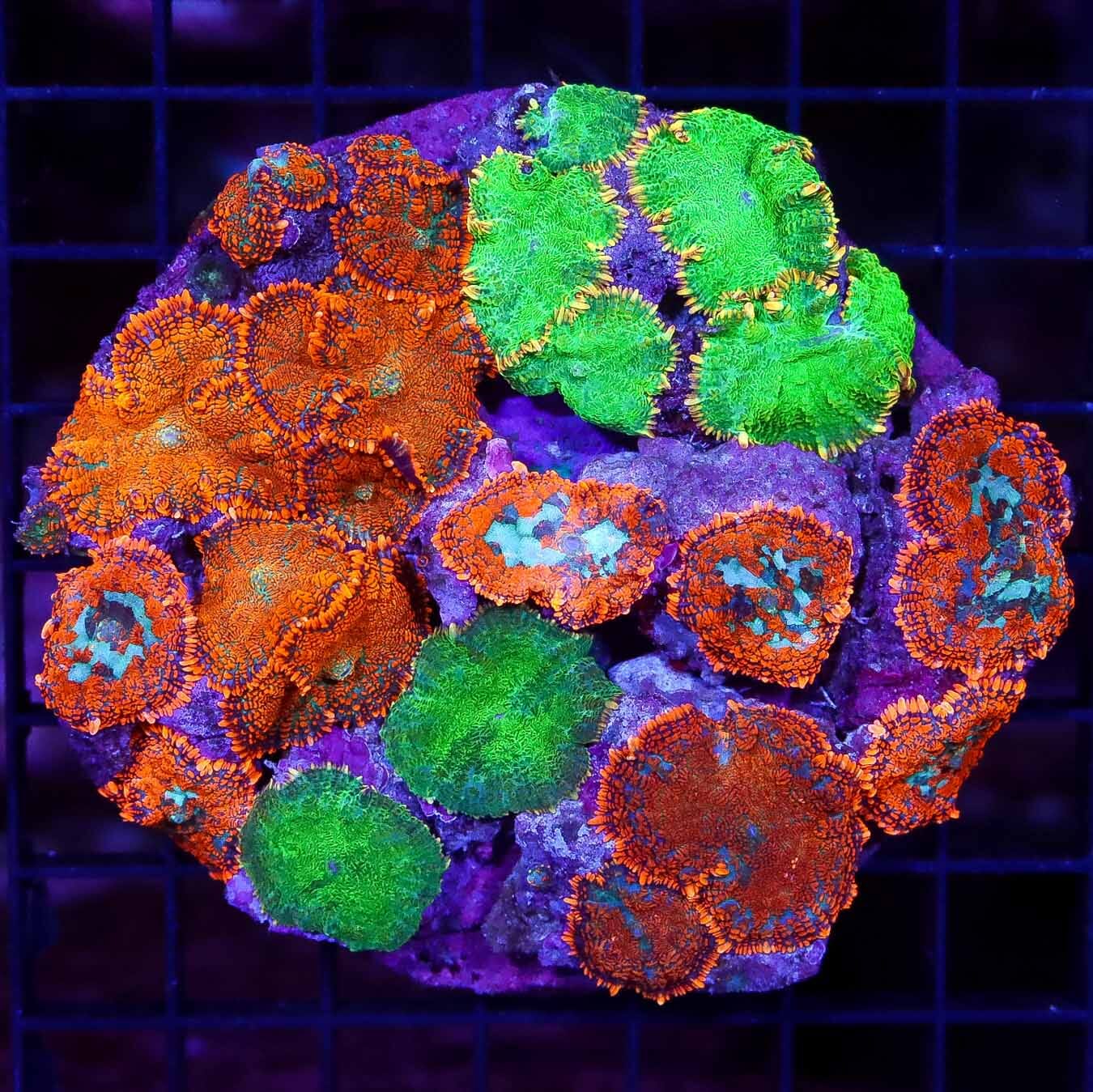 Ridiculous Rhodactis Mushroom Combo - Daylight Photo