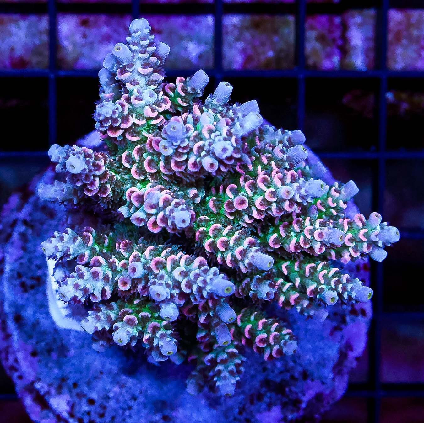 Maricultured Tons of Potential Pink Tenuis Acropora - Daylight Photo