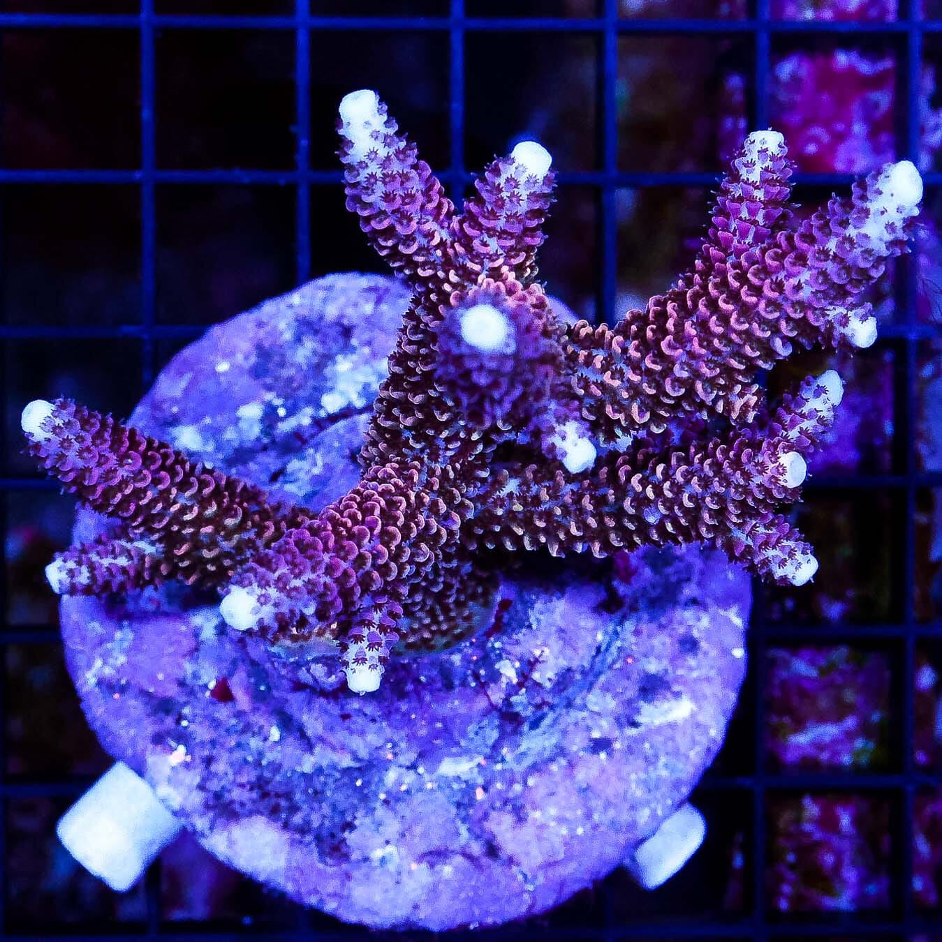 Purple and Orange Stag Acropora - Daylight Photo