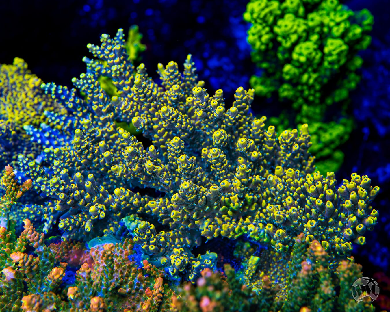 WWC After Hours Acropora - Mother Colony