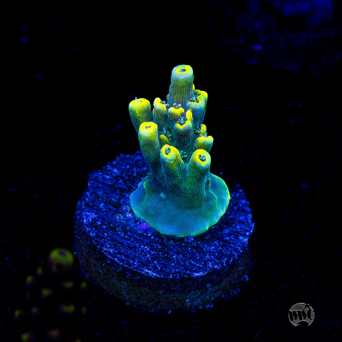WWC After Hours Acropora