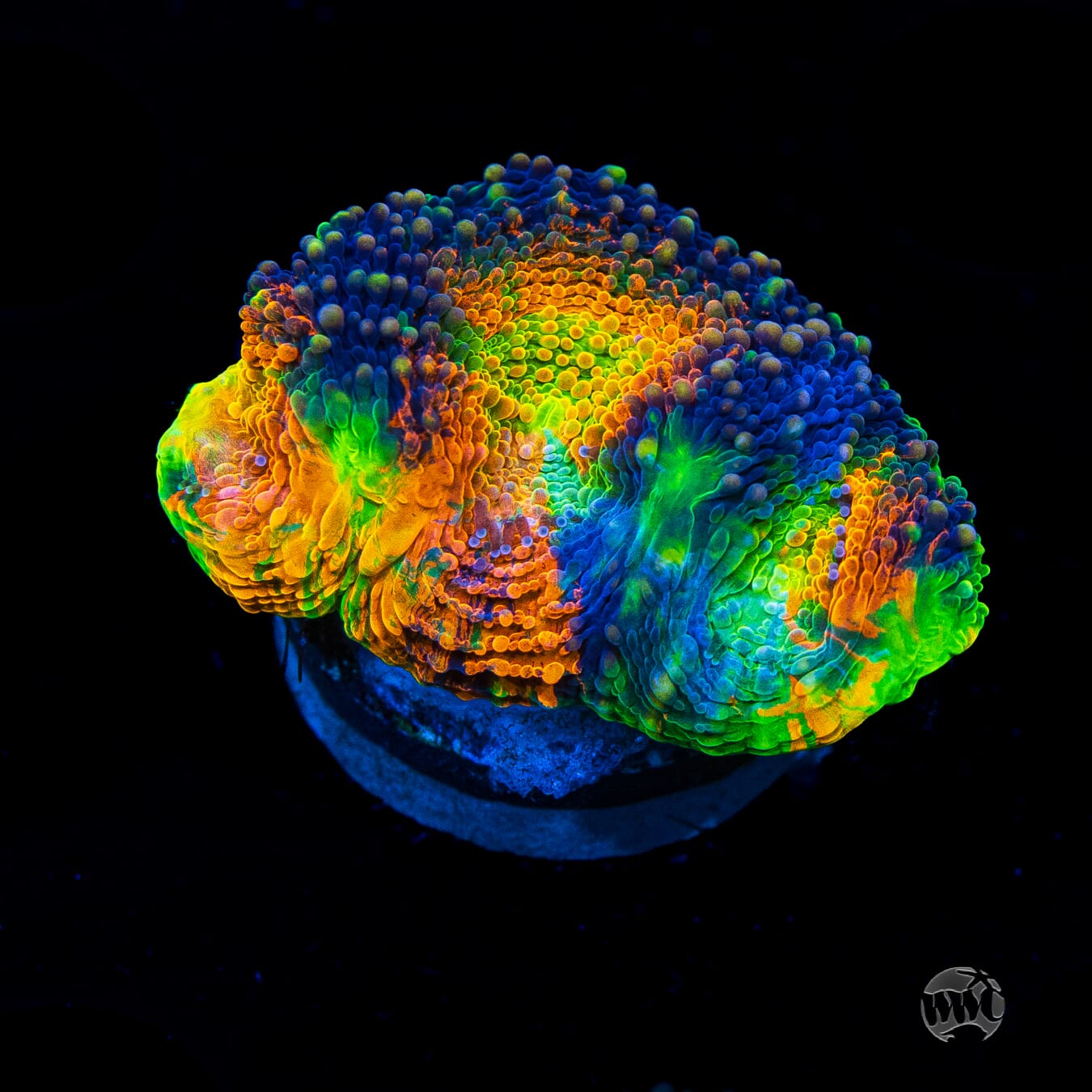 Ahhmazing Echinata Coral