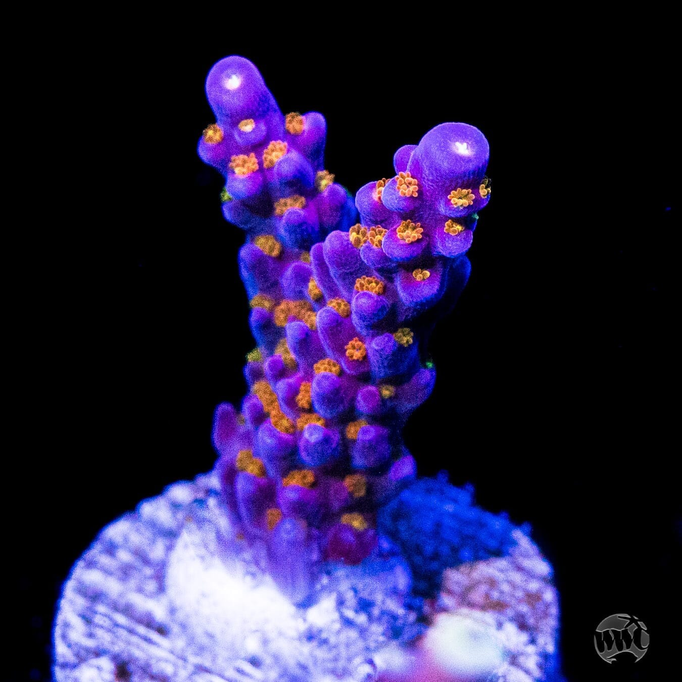 WWC All Star Acropora