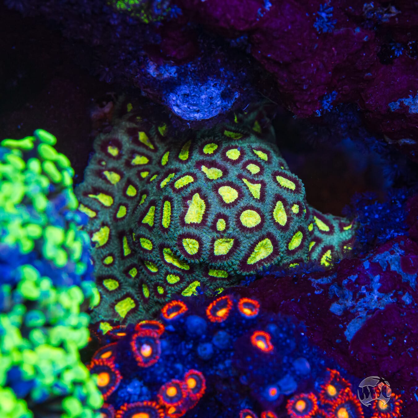 WWC All Star Favia Coral