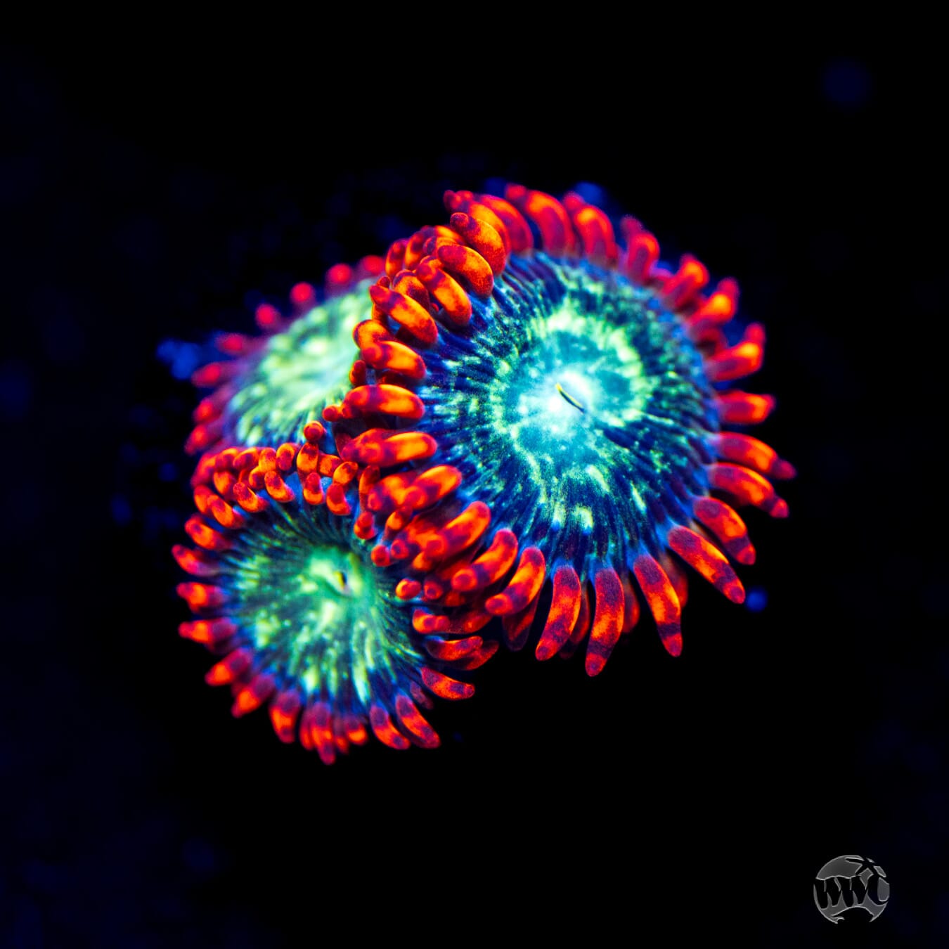 WWC Astral Shift Zoanthids