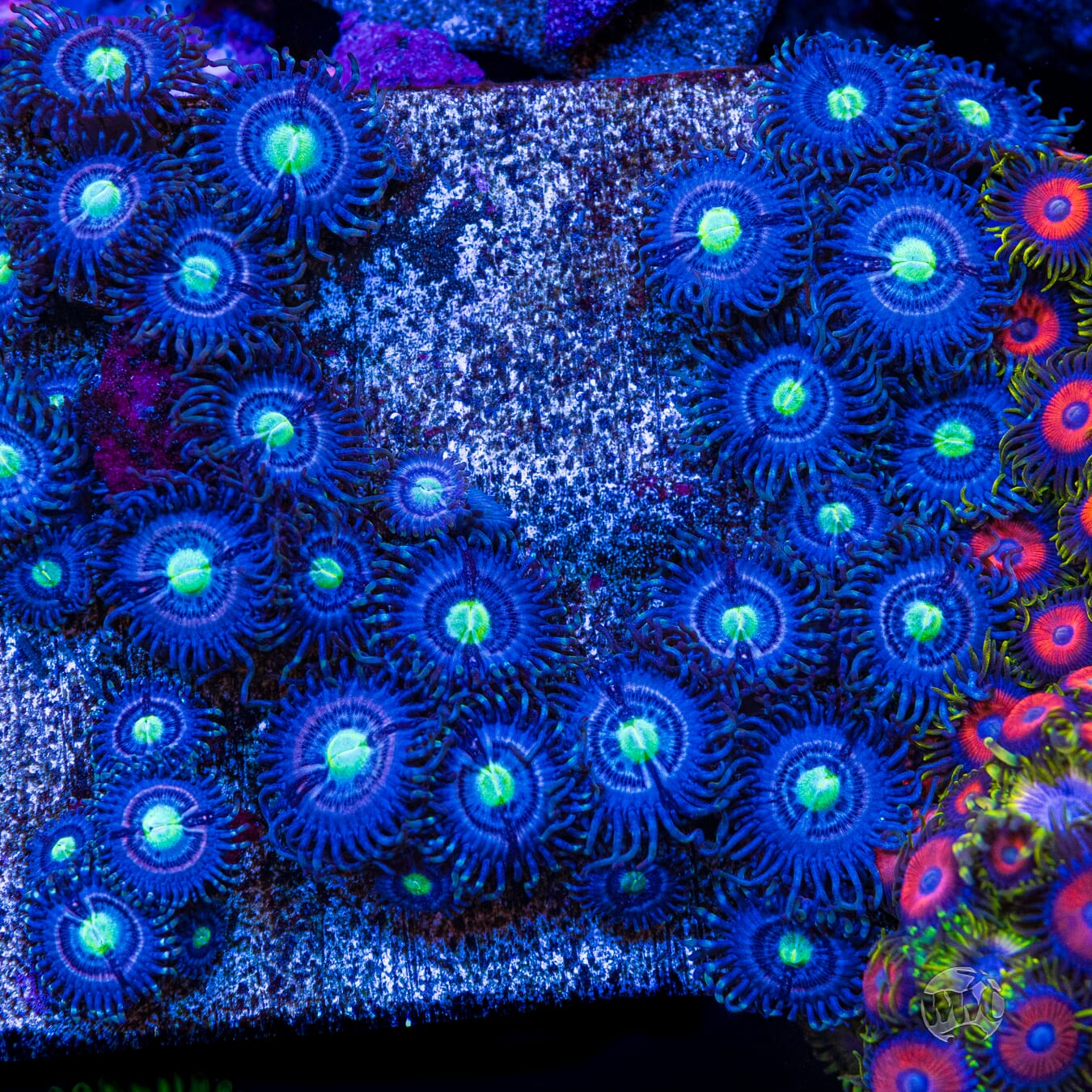 WWC Avocado Smasher Zoanthids - Mother Colony Photo