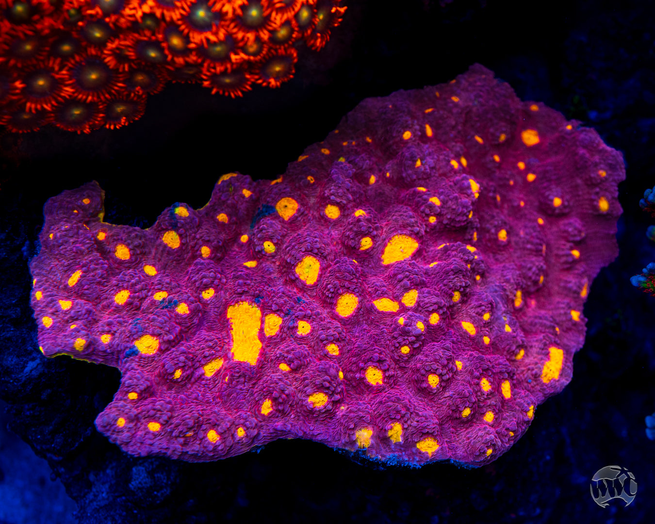 WWC Banana Boom Chalice Coral