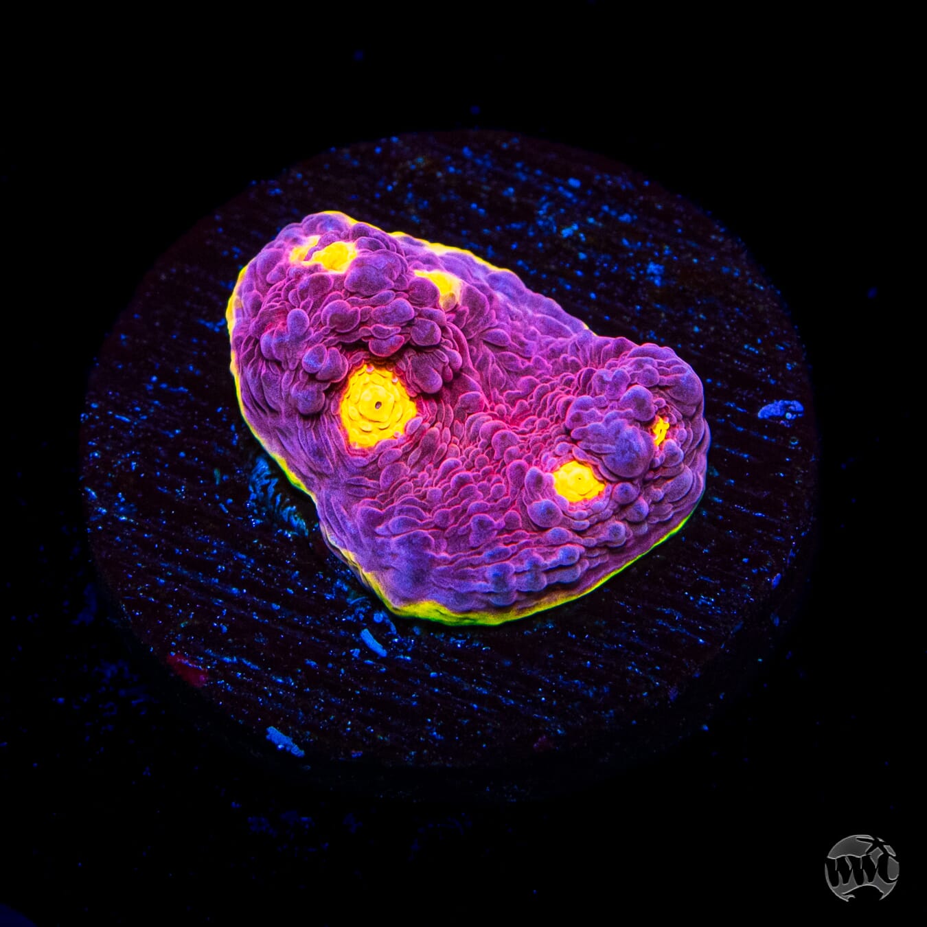 WWC Banana Boom Chalice Coral