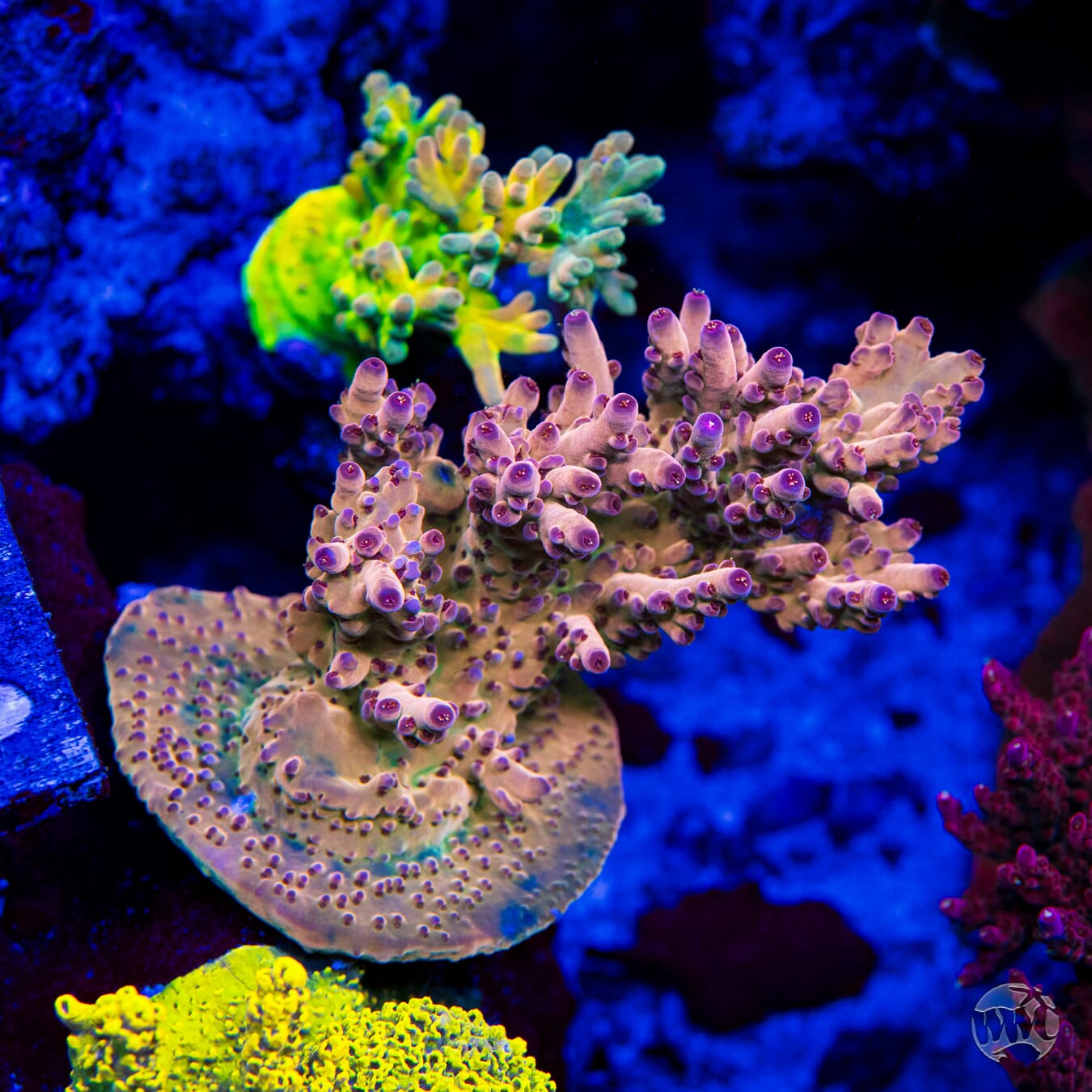 WWC Big Hoss Granulosa Acropora - Mother Colony