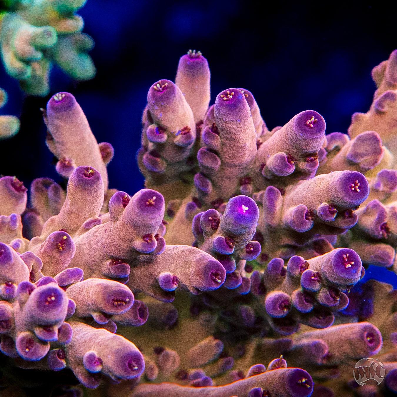 WWC Big Hoss Granulosa Acropora