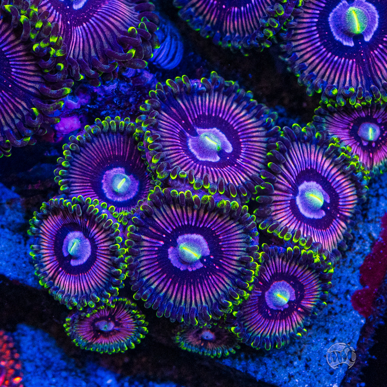 WWC Black Orchids Zoanthids