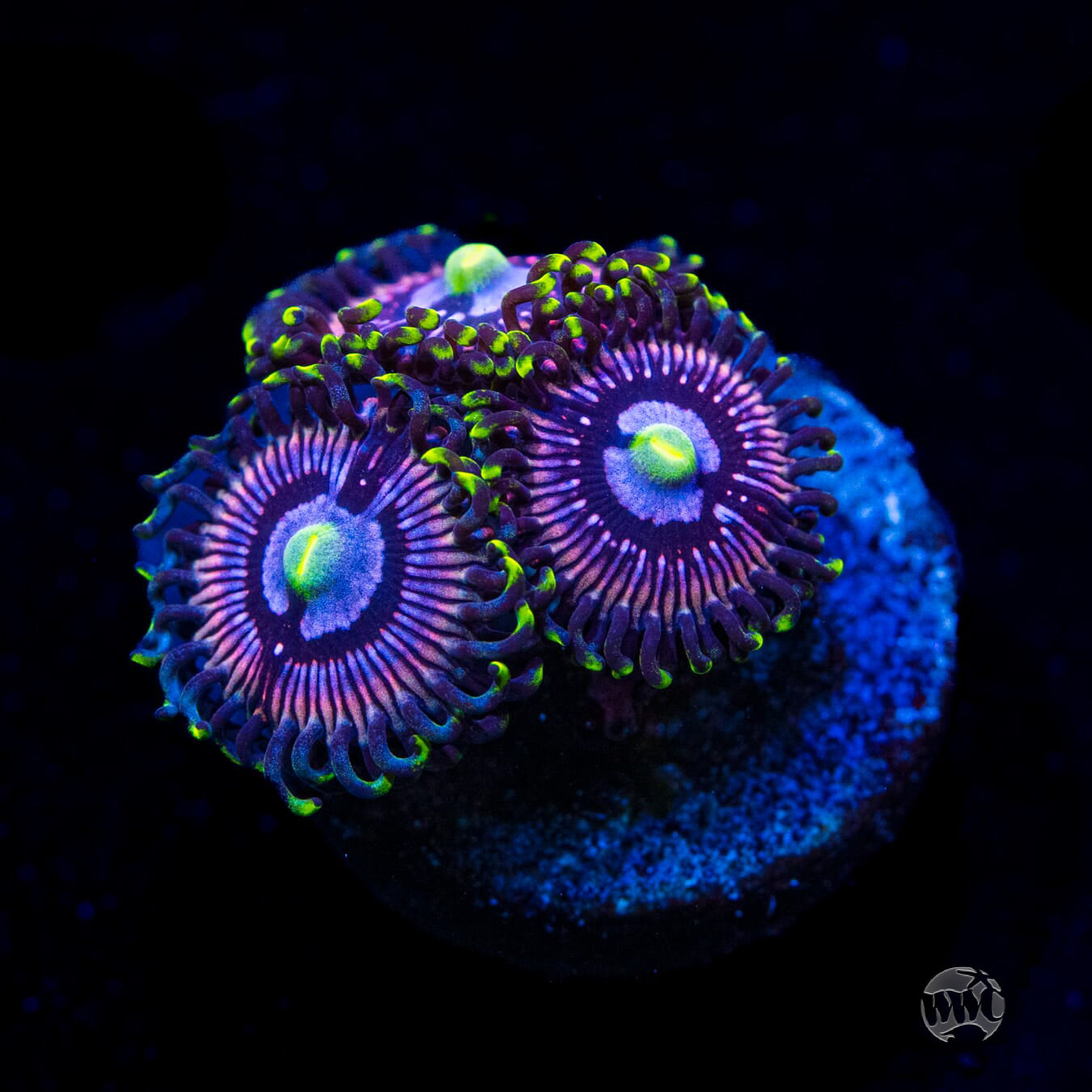 WWC Black Orchids Zoanthids