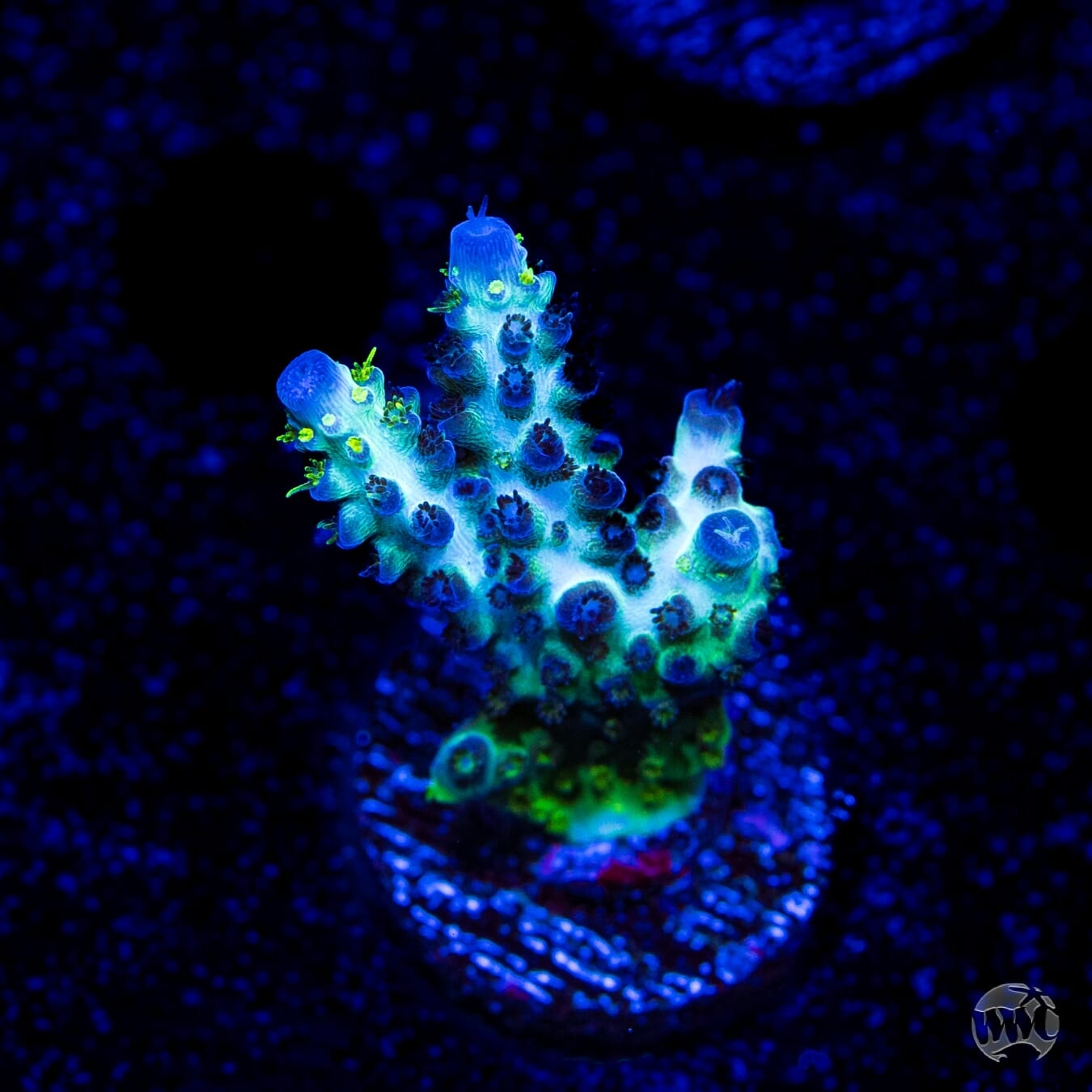 WWC Black Widow Baby Acropora