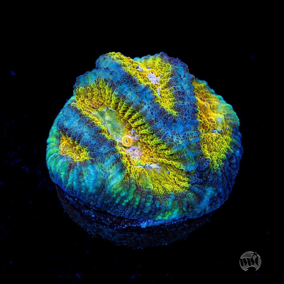 WWC Blue Lobster Favia